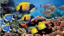 Underwater Paradise