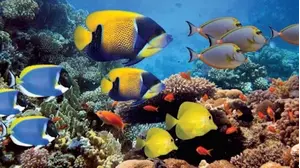 Underwater Paradise
