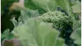 Grow Cook Eat