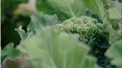 Broccoli