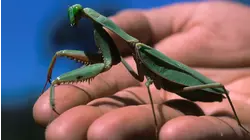 World's Biggest Baddest Bugs