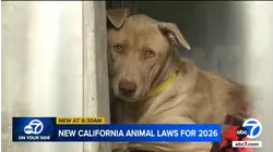 California legislative ban on cat declawing, crackdown on puppy mills set to take effect in 2026