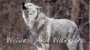 Wolf on the Loose
