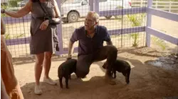 Pig Springs