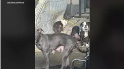 New city program aims to rescue dogs on Skid Row