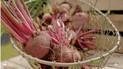 Beetroot