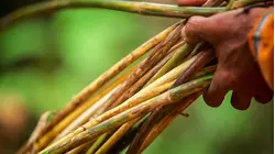 Why Rattan Is So Expensive