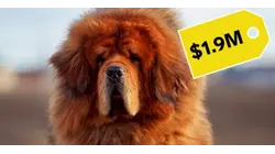 Why Pedigree Dogs Are So Expensive