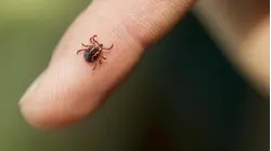 New Lyme disease vaccine could help with disease prevention
