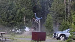 Video: Massive Bison Attacks Tourist at Yellowstone National Park