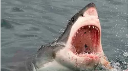 Killer Sharks