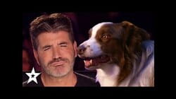 Simon Cowell's FAVOURITE Dog Auditions On Got Talent! | Got Talent Global