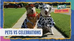 Pets VS. Celebrations