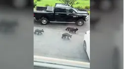 Mama bear and 4 cubs make surprise visit to Morris County driveway