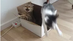 Rough Housers