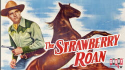 The Strawberry Roan