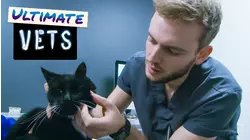 Ultimate Vets