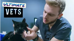 Ultimate Vets
