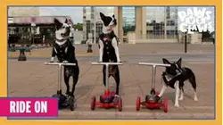 Paws VS. Claws | Ride On