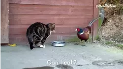 Animal Kingdom Odd Couples