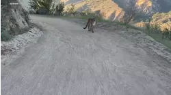 Bicyclists come face-to-face with mountain lion on Orange County trail