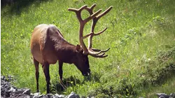 Forest Animals