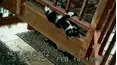 Funniest Pets & People