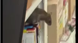 Only on 13: Rat infestation in Houston Police Department's drug evidence vault, new photos, emails reveal