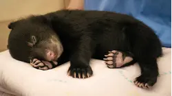 THE LITTLEST CUB