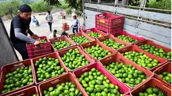 How Mexico Grows Limes On Orange Trees To Supply The US