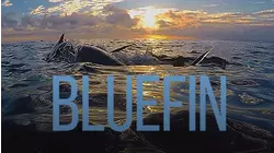 Bluefin