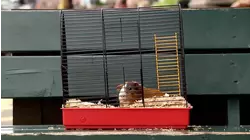 Farting Guinea Pig