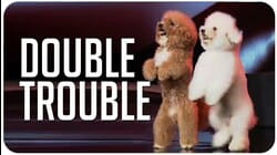 Two adorable, cute dogs impress the judges on Indonesia's Got Talent