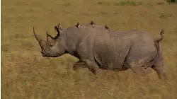 Return of the African Titans