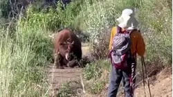 Video Shows Heart-Stopping Moment a Bear Charges at a Hiker
