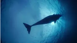 Whales and Volcanoes