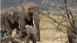 Return to the Mara