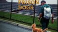 Prison Dogs