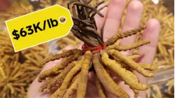Why Caterpillar Fungus Is So Expensive