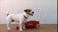 Best Pets of the Month