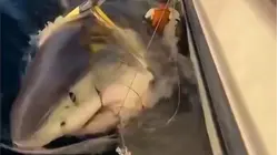 Record-Breaking 14-Foot Shark Appears Headed for Cape Cod