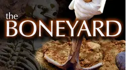 The Boneyard