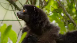 Wanderers of the Lost Forest