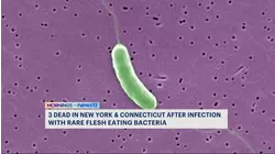 Bacteria found in raw shellfish linked to two Connecticut deaths also blamed for New York death