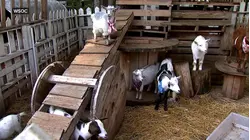 Baby goats with rabies prompt public health alert