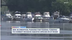 Sen. Blumenthal pushes for federal funding to combat invasive aquatic species in Connecticut river