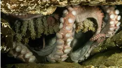 Octopus Encounters