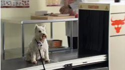 Puppy in the machine