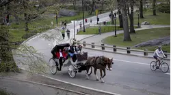 Central Park carriage rides suspended after tourist's death