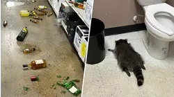 Raccoon Breaks Into Liquor Store, Passes out on Bathroom Floor